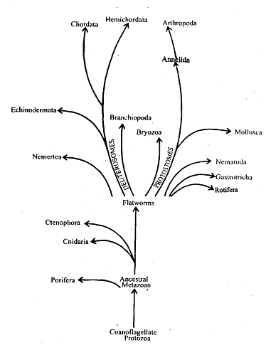 essay on origin of metazoa